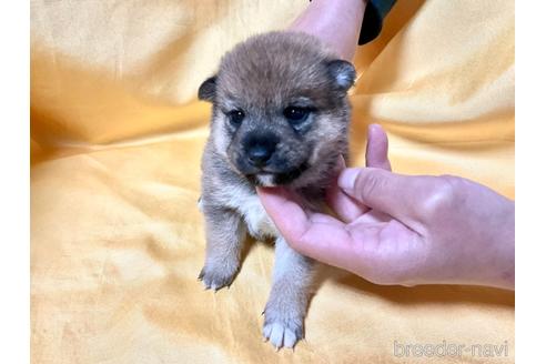 成約済の奈良県の豆柴-160197の3枚目