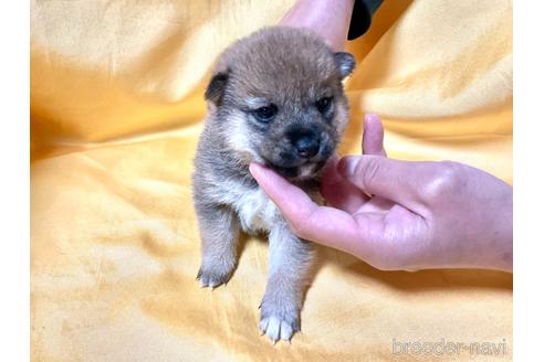 成約済の奈良県の豆柴-160197の1枚目