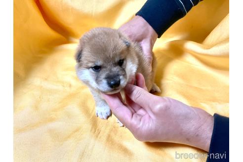 成約済の奈良県の豆柴-160196の4枚目