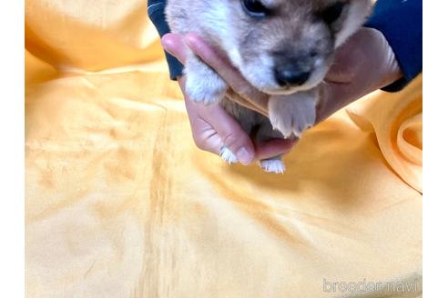 成約済の奈良県の豆柴-160196の5枚目