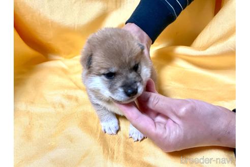 成約済の奈良県の豆柴-160196の2枚目