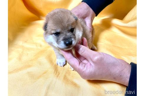 成約済の奈良県の豆柴-160196の3枚目