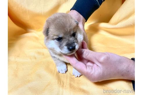 成約済の奈良県の豆柴-160196の1枚目