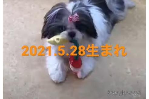 成約済の茨城県のシーズー-160701の2枚目