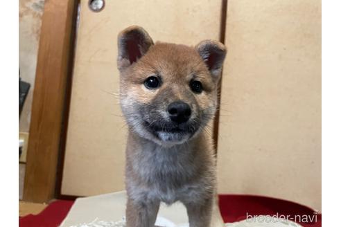 成約済の東京都の柴犬-157153の1枚目