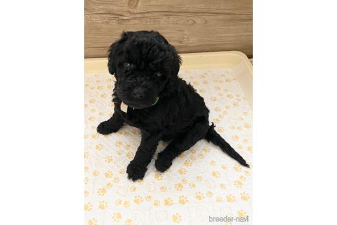成約済の東京都のその他の犬種-160719の29枚目