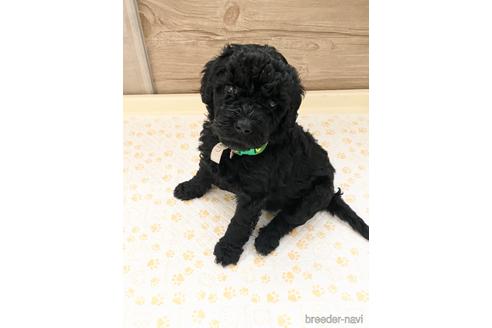 成約済の東京都のその他の犬種-160719の27枚目