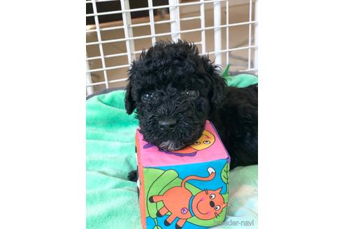 成約済の東京都のその他の犬種-160723の55枚目