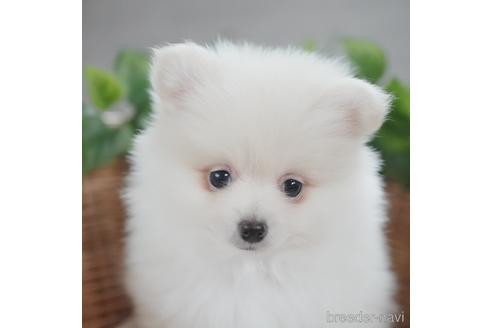 成約済の愛媛県のポメラニアン-160743