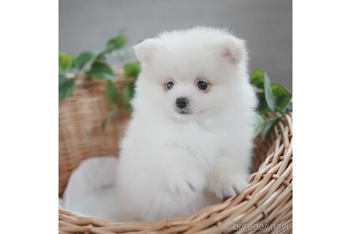 成約済の愛媛県のポメラニアン-160743の2枚目