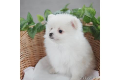 成約済の愛媛県のポメラニアン-160743の3枚目