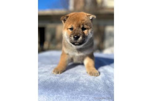 成約済の埼玉県の柴犬-159128の1枚目