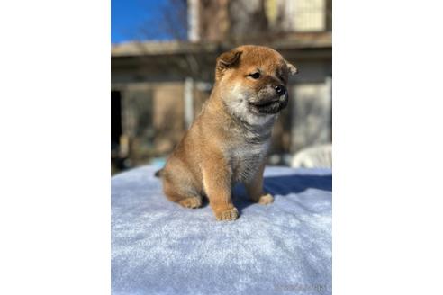 成約済の埼玉県の柴犬-159128の4枚目