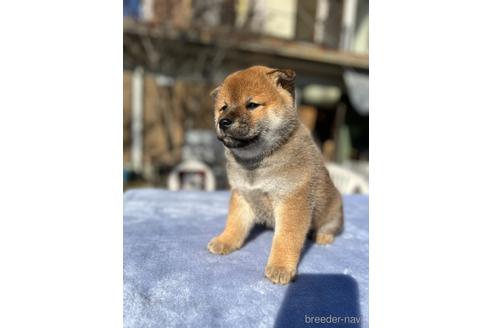 成約済の埼玉県の柴犬-159128の2枚目