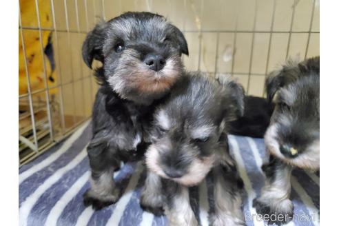 成約済の愛知県のミニチュアシュナウザー-158485の7枚目