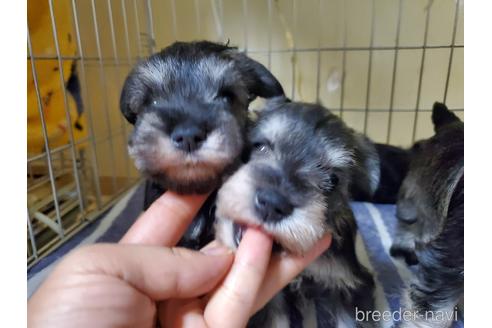 成約済の愛知県のミニチュアシュナウザー-158485の8枚目