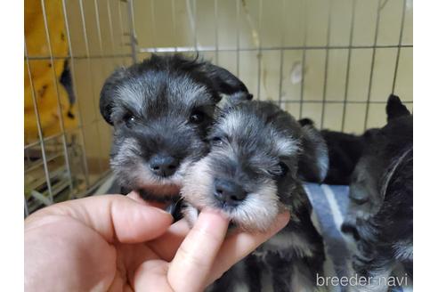 成約済の愛知県のミニチュアシュナウザー-158485の1枚目