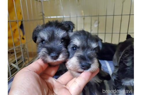 成約済の愛知県のミニチュアシュナウザー-158485の4枚目