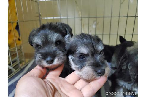 成約済の愛知県のミニチュアシュナウザー-158485の5枚目