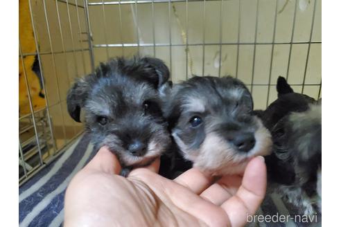 成約済の愛知県のミニチュアシュナウザー-158485の6枚目