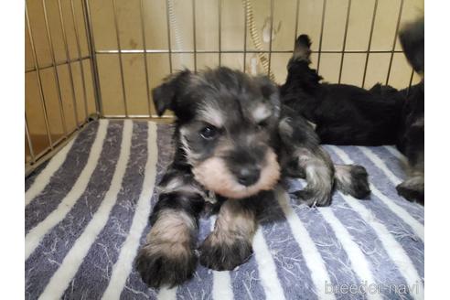 成約済の愛知県のミニチュアシュナウザー-158485の2枚目