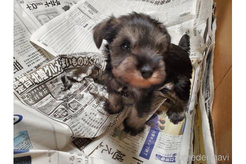 成約済の愛知県のミニチュアシュナウザー-158485の3枚目