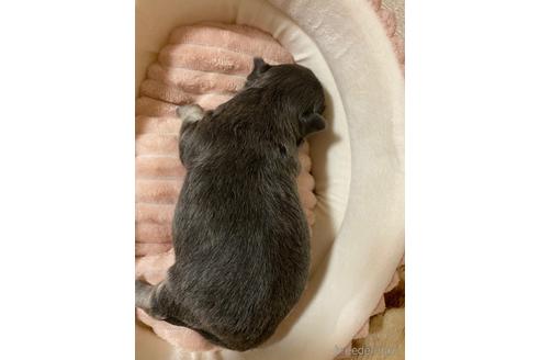 成約済の神奈川県のチワワ(ロングコート)-160033の72枚目