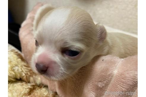 成約済の神奈川県のチワワ(ロングコート)-160039の10枚目