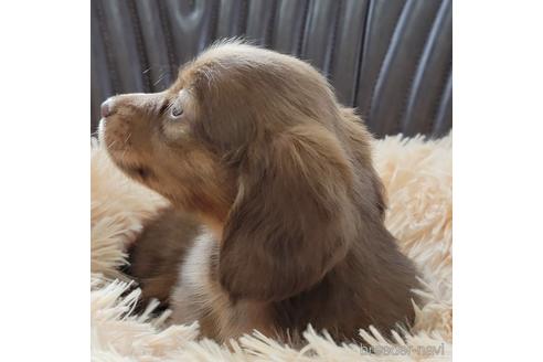 成約済の神奈川県のミニチュアダックスフンド(ロングヘアード)-160775の4枚目