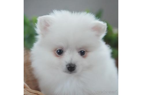 成約済の愛媛県のポメラニアン-160779の2枚目