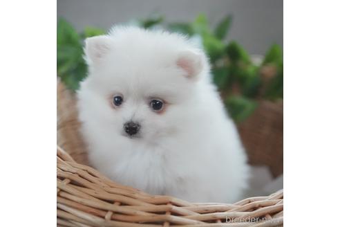 成約済の愛媛県のポメラニアン-160779