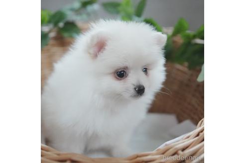 成約済の愛媛県のポメラニアン-160779の3枚目