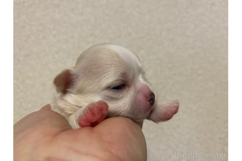 成約済の神奈川県のチワワ(ロングコート)-160039の7枚目