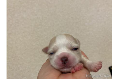 成約済の神奈川県のチワワ(ロングコート)-160039の7枚目