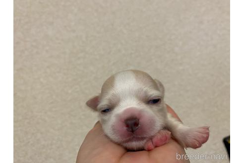 成約済の神奈川県のチワワ(ロングコート)-160039の8枚目