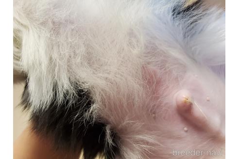 成約済の愛知県の狆 (チン)-160786の3枚目