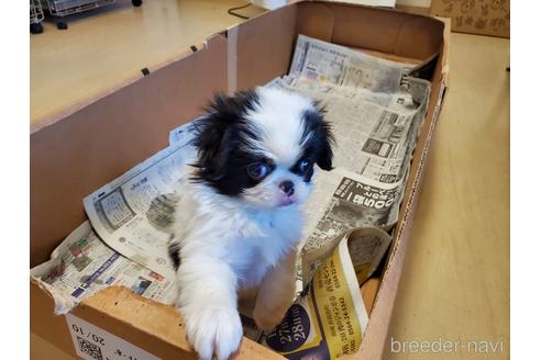 成約済の愛知県の狆 (チン)-160786の4枚目