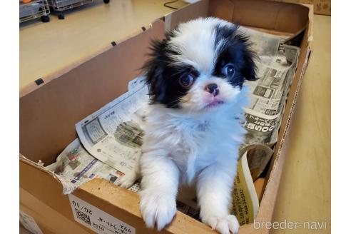 成約済の愛知県の狆 (チン)-160786の1枚目