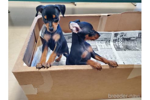 成約済の愛知県のミニチュアピンシャー(ミニピン)-160801の8枚目