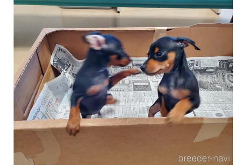 成約済の愛知県のミニチュアピンシャー(ミニピン)-160801の4枚目