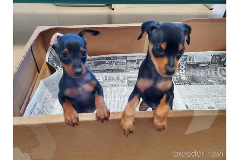 成約済の愛知県のミニチュアピンシャー(ミニピン)-160801の5枚目