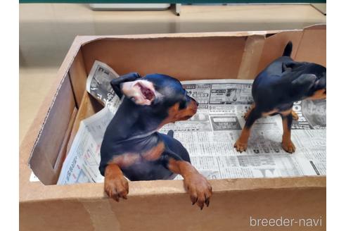 成約済の愛知県のミニチュアピンシャー(ミニピン)-160801の2枚目