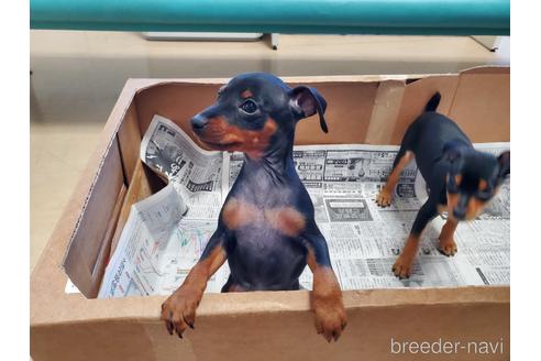 成約済の愛知県のミニチュアピンシャー(ミニピン)-160801の3枚目