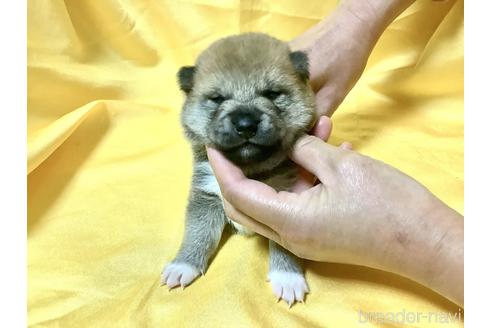 成約済の奈良県の豆柴-160796の10枚目