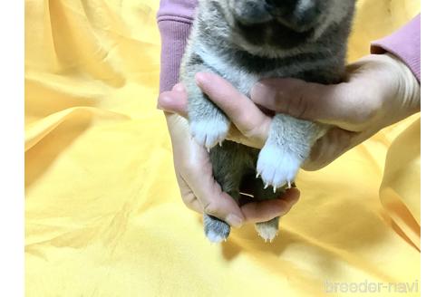 成約済の奈良県の豆柴-160796の9枚目