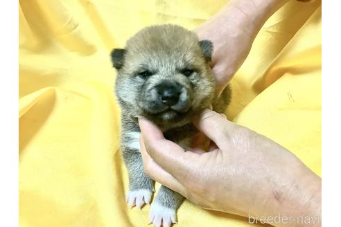 成約済の奈良県の豆柴-160796の8枚目