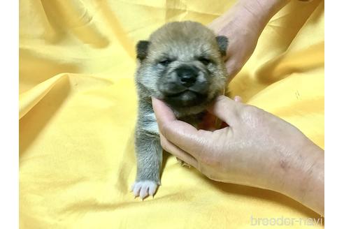 成約済の奈良県の豆柴-160796の7枚目