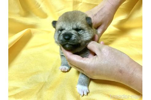 成約済の奈良県の豆柴-160796の6枚目