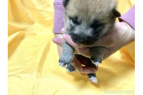 成約済の奈良県の豆柴-160802の10枚目