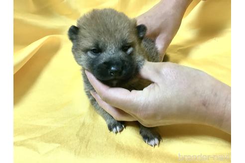 成約済の奈良県の豆柴-160802の9枚目